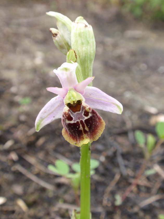 Ophrys holosericea o qualcos''altro?!