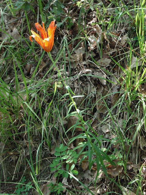 Lilium bulbiferum subsp croceum / Giglio di S. Giovanni