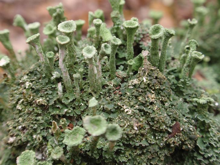 Cladonia fimbriata (L.) Fr. (1831) - Piemonte, Asti