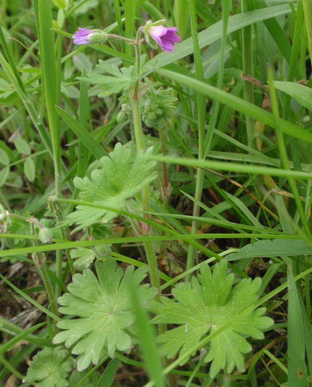 Fiori tra le colline astigiane: Geranium molle