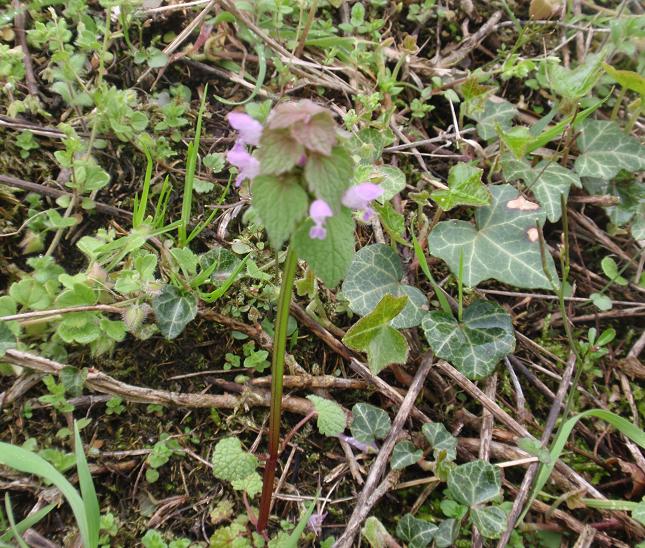 DALLE COLLINE ASTIGIANE: Lamium purpureum