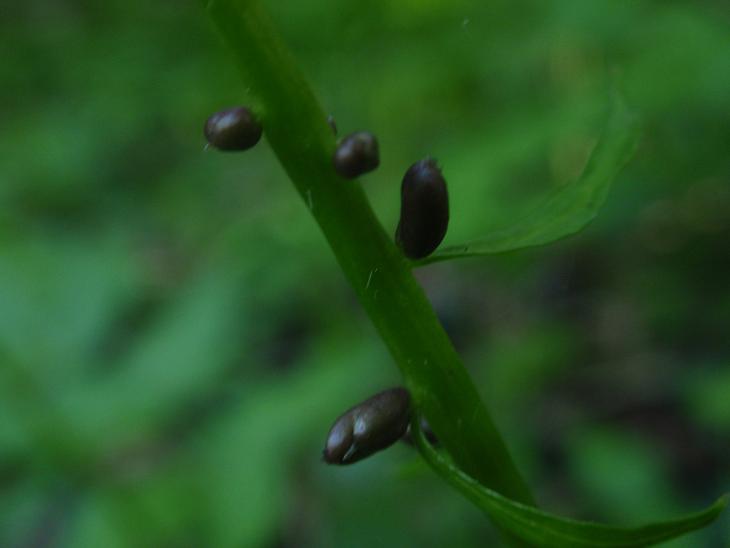 DALLE COLLINE ASTIGIANE: Cardamine bulbifera