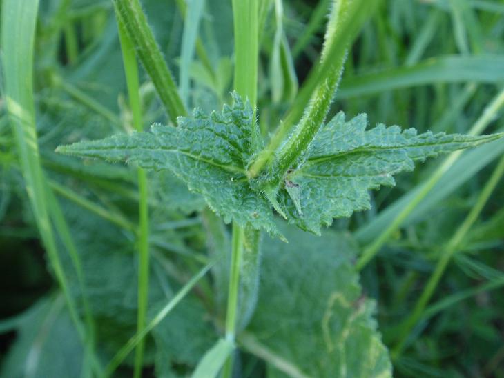 DALLE COLLINE ASTIGIANE: Salvia pratensis