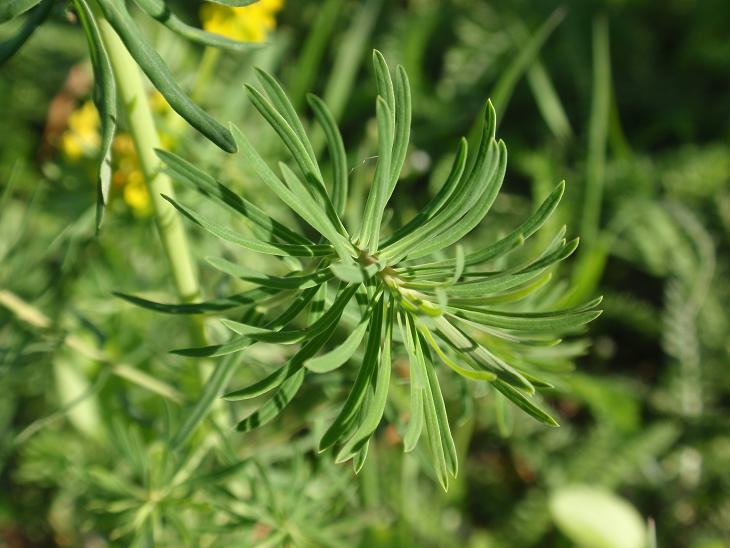 DALLE COLLINE ASTIGIANE: Euphorbia cyparissias