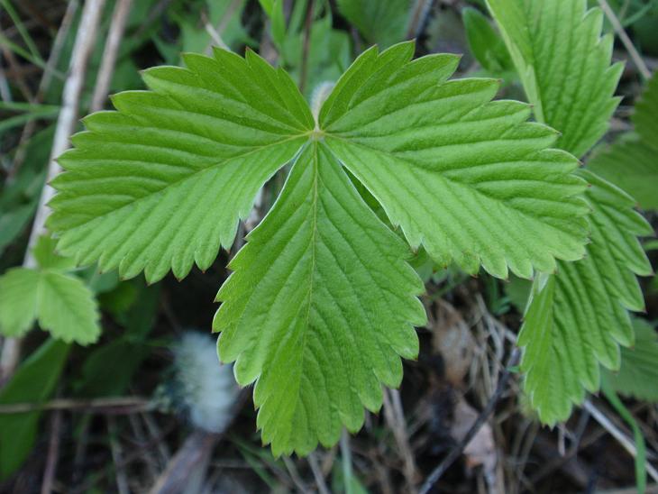 DALLE COLLINE ASTIGIANE: Fragaria vesca