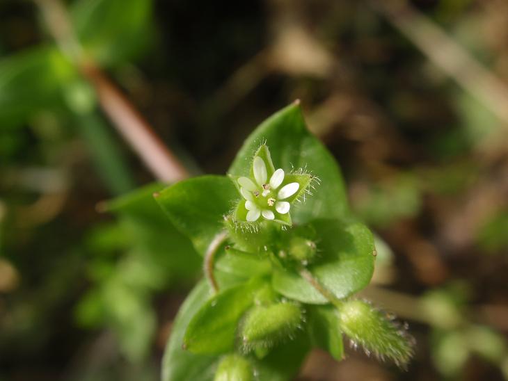 Stellaria media / Centocchio comune