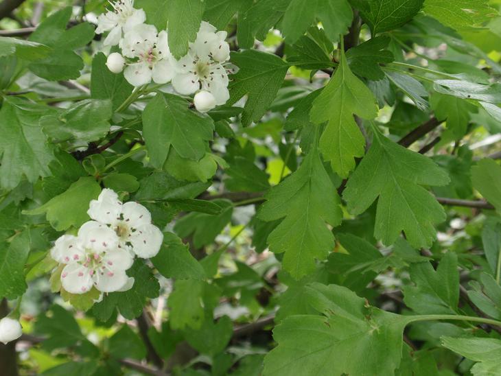 Crataegus monogyna