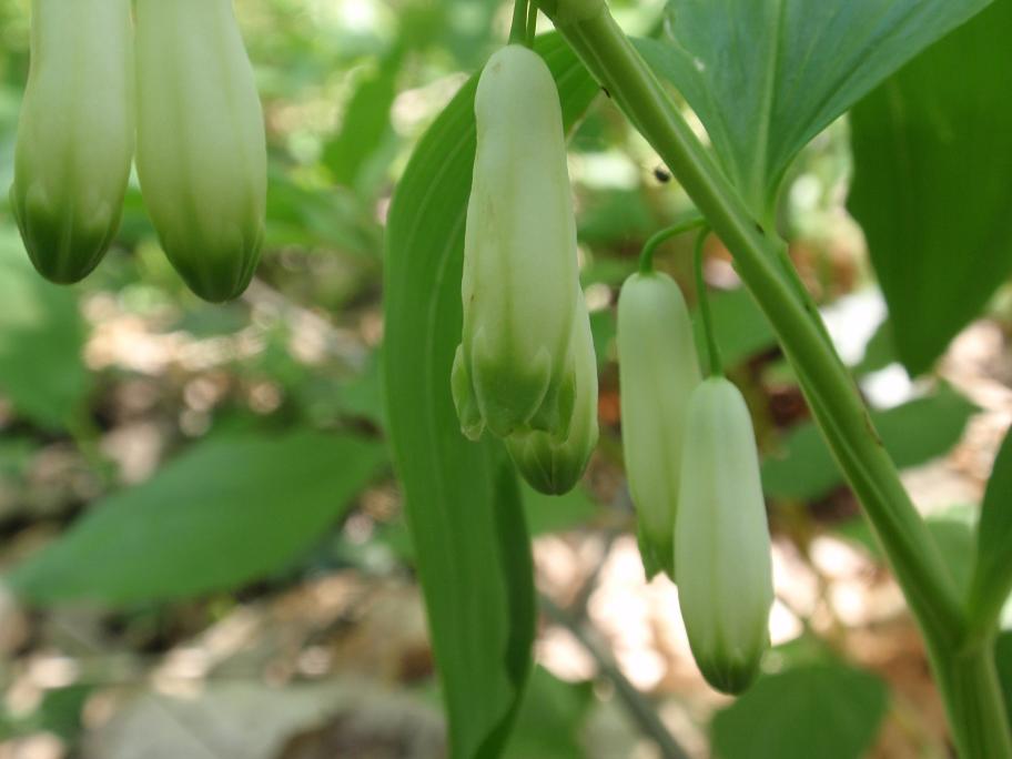 Polygonatum odoratum