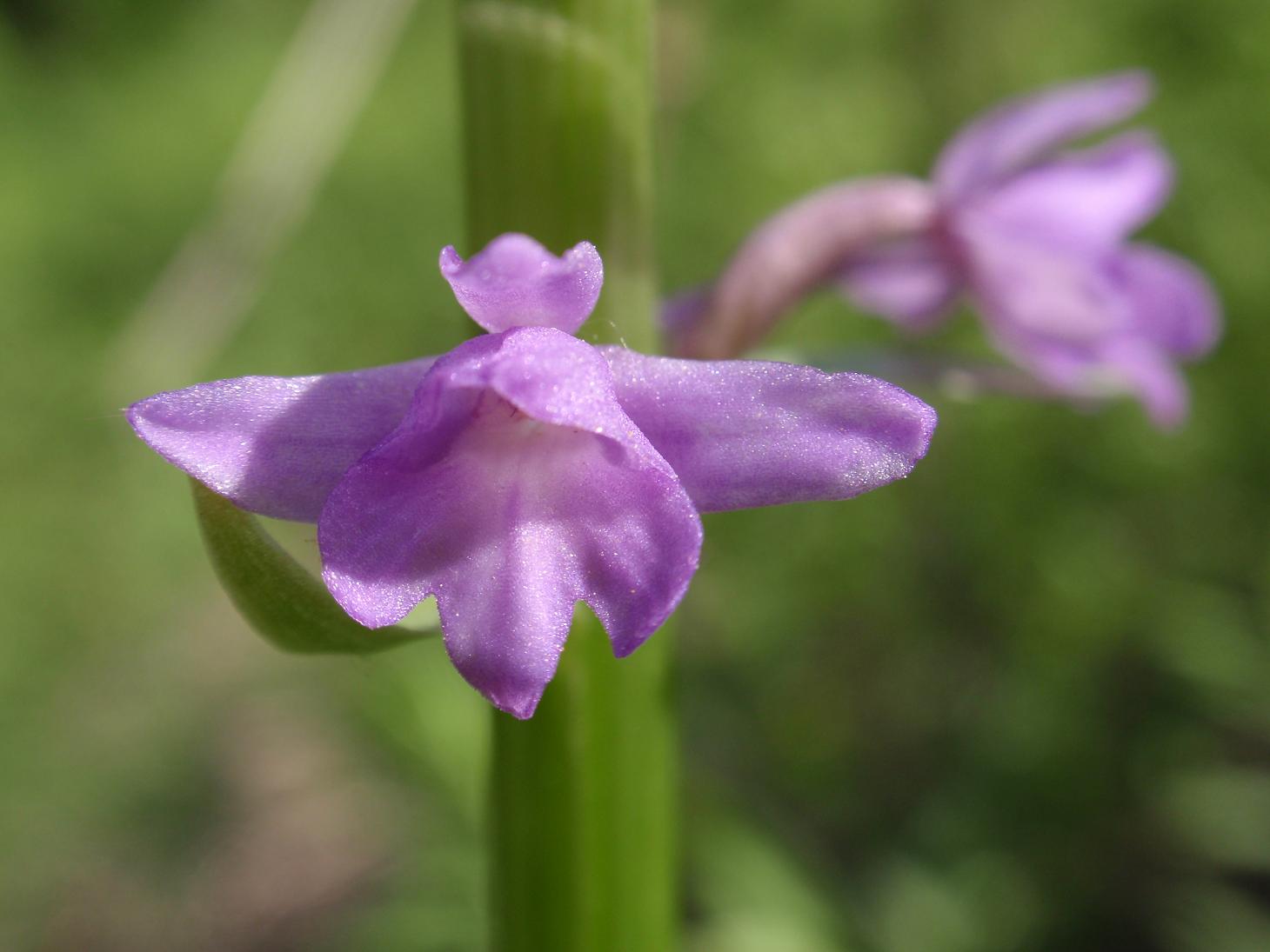 Piccole orchidee crescono: Gymnadenia conopsea