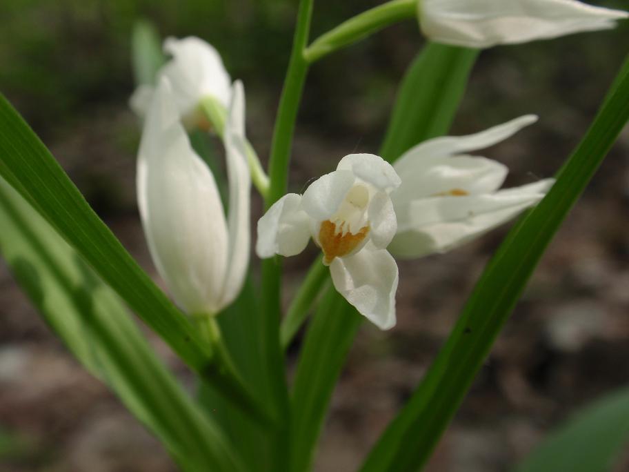 Cephalanthera longifolia con foglie bicromatiche