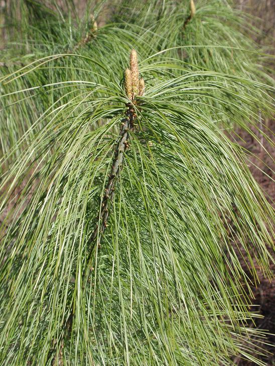 Pinetto 2 da determinare - Pinus cfr.strobus
