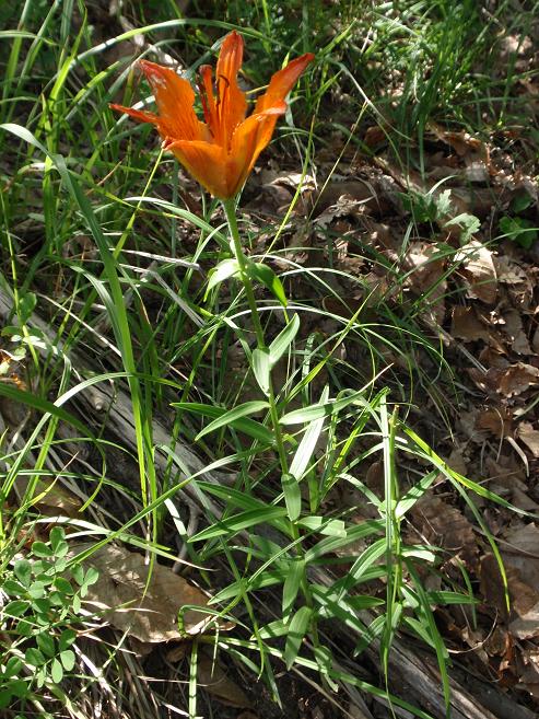 Lilium bulbiferum subsp croceum / Giglio di S. Giovanni