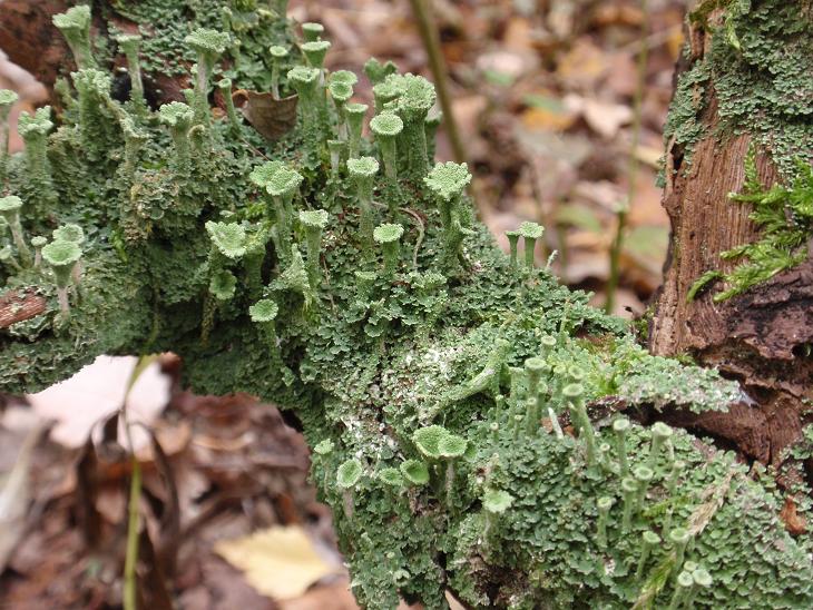 Cladonia fimbriata (L.) Fr. (1831) - Piemonte, Asti