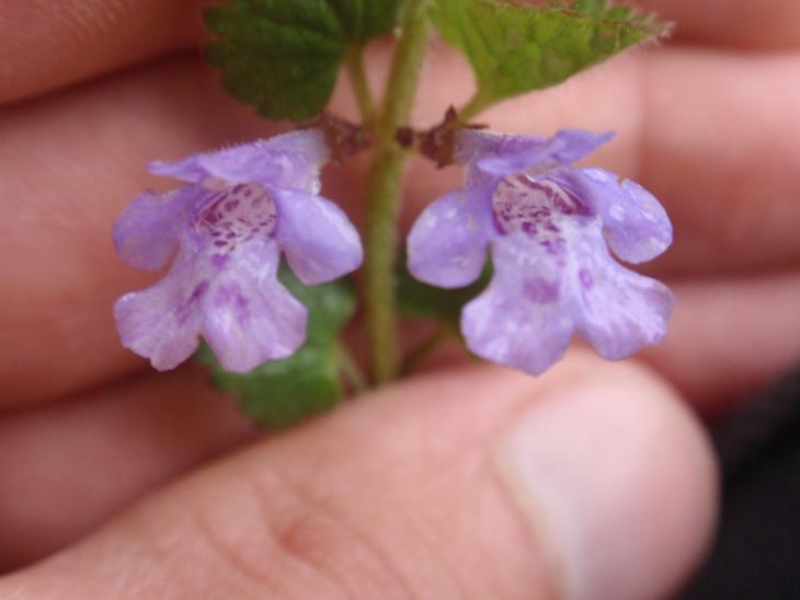 DALLE COLLINE ASTIGIANE: Glechoma hederacea L.