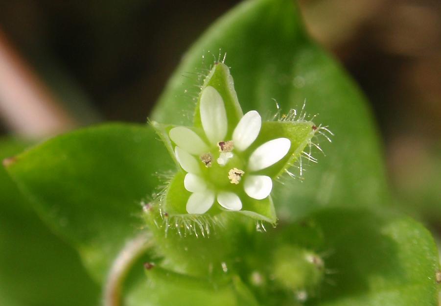 Stellaria media / Centocchio comune