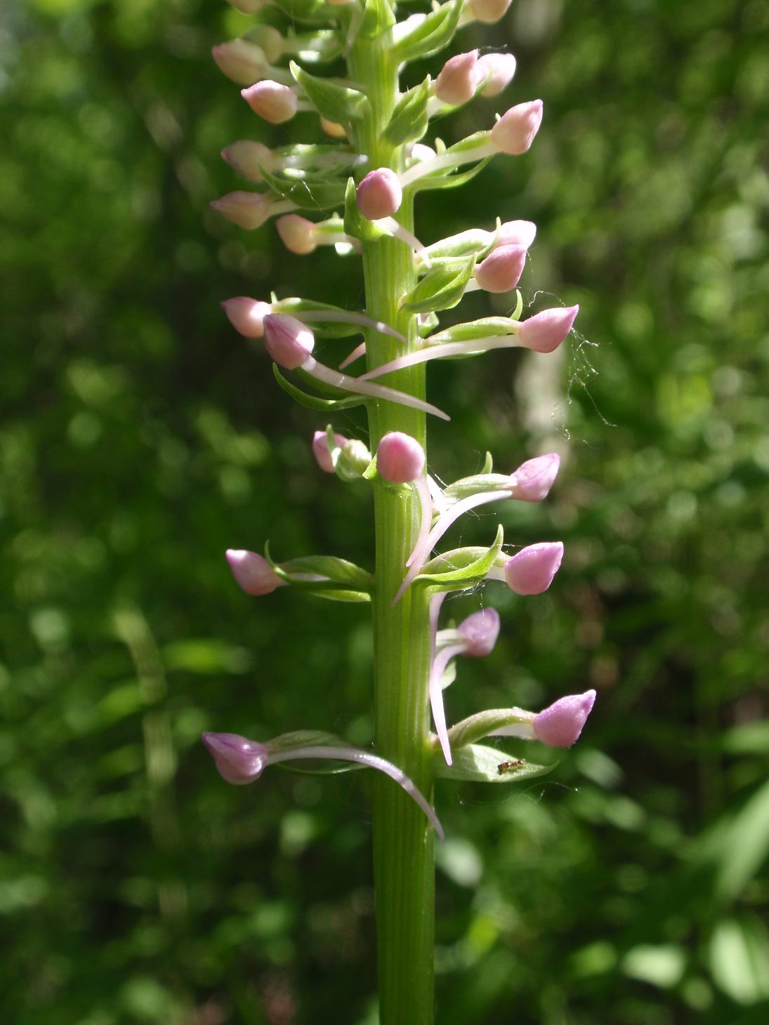 Piccole orchidee crescono: Gymnadenia conopsea