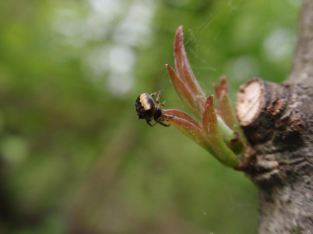 Gibbaranea sp.