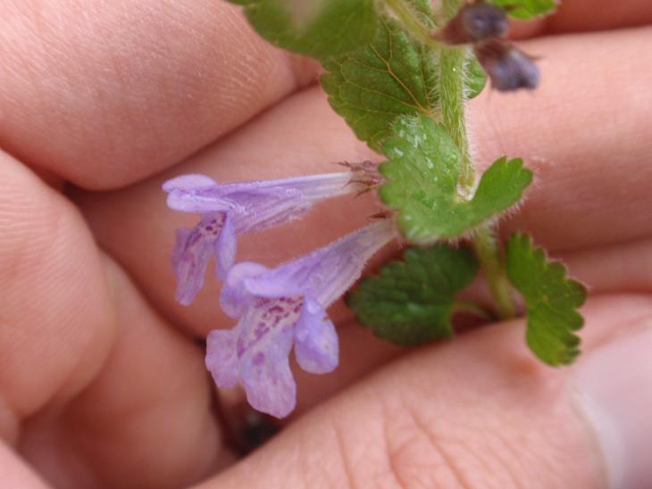 DALLE COLLINE ASTIGIANE: Glechoma hederacea L.