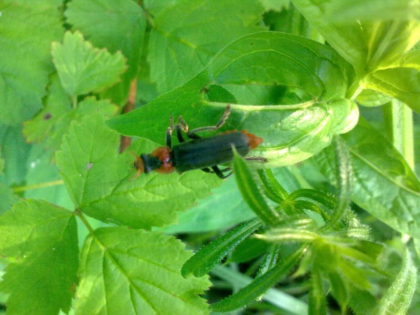 Coleottero da identificare: Cantharis fusca