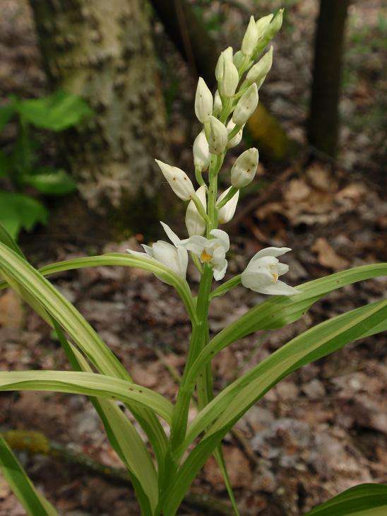 Cephalanthera longifolia con foglie bicromatiche