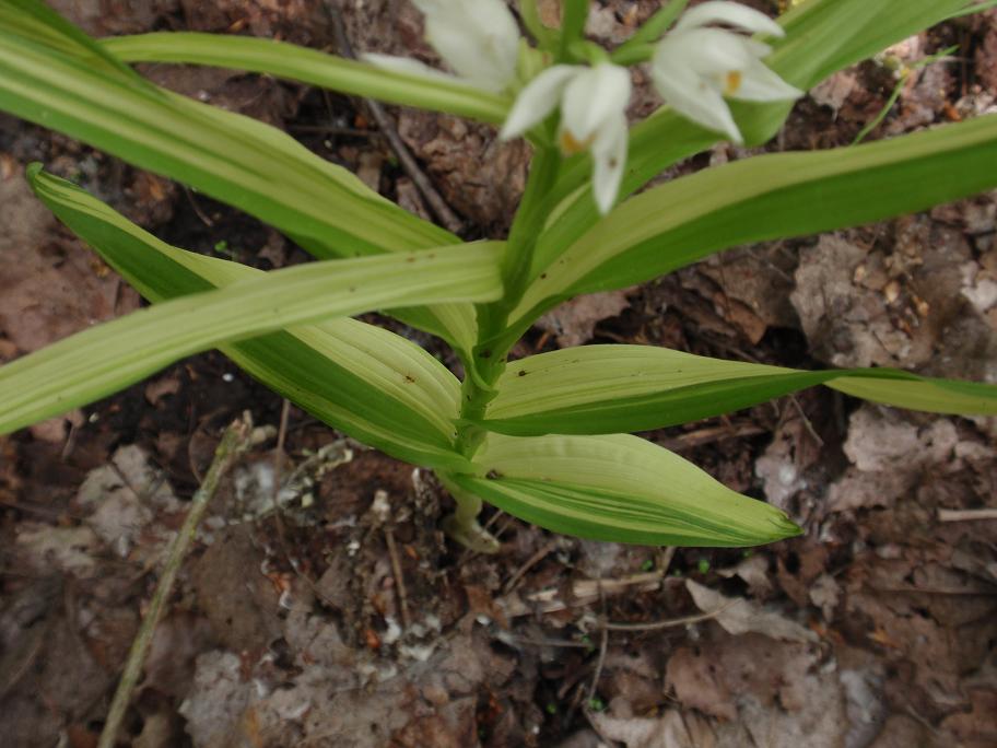 Cephalanthera longifolia con foglie bicromatiche