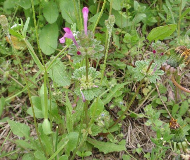 Fiori tra le colline astigiane: Lamium amplexicaule