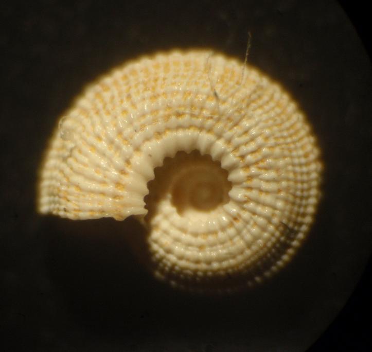 Heliacus theresae (Semper, 1861) - Pliocene - Astigiano