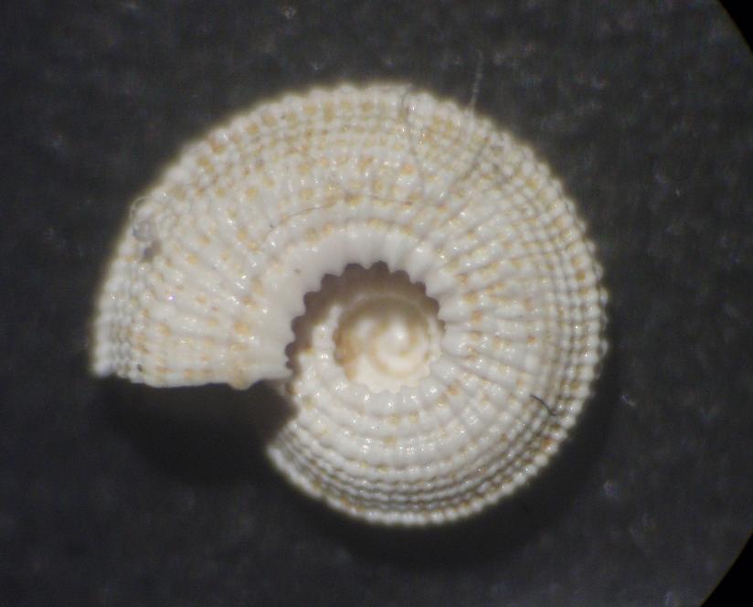 Heliacus theresae (Semper, 1861) - Pliocene - Astigiano