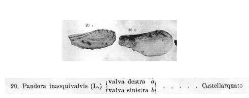 Bivalve da determinare