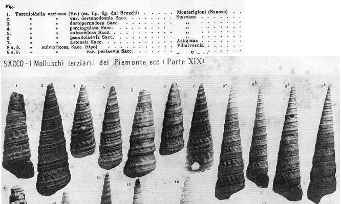 Turritella (Torculoidella) varicosa (Brocchi, 1814) Pliocene