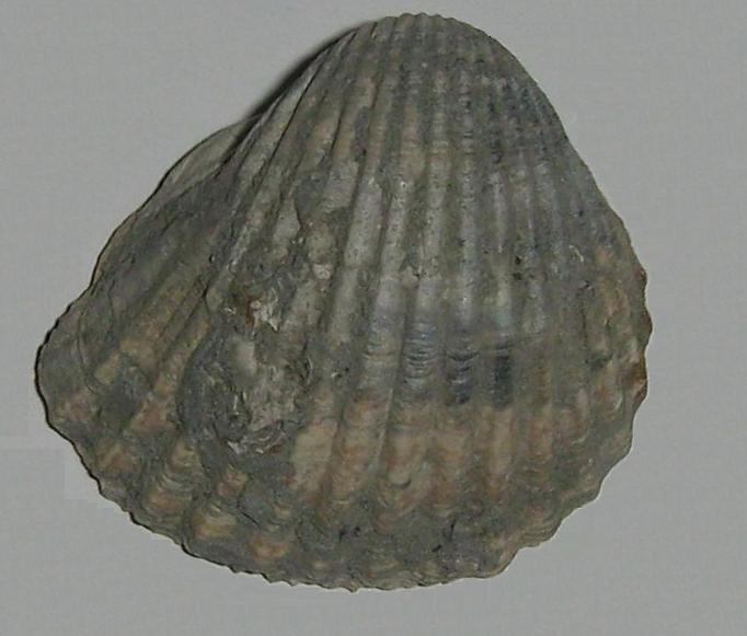 Cerastoderma edule  (L., 1758) - Pliocene - Toscana