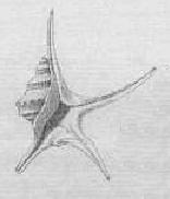 Ancora Aporrhais