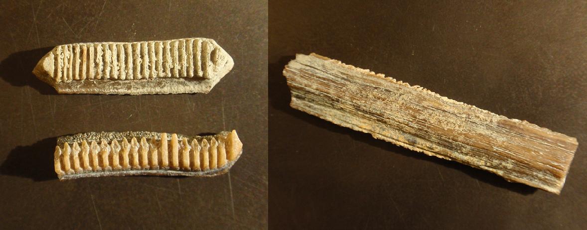 TOSCANA: Terra di storia, di squali e di fossili!