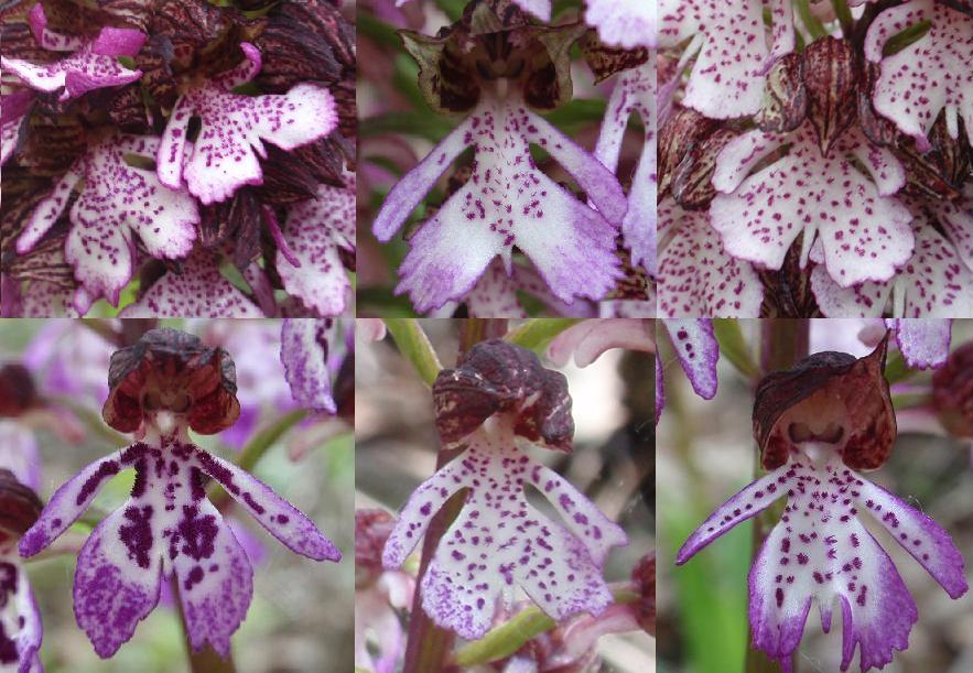 Orchis purpurea: alcune variazioni sul tema