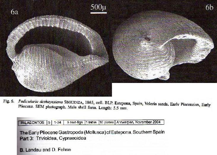 pliocene da classificare