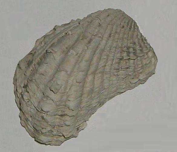 Cardita calyculata (L, 1758) - pliocene - Toscana