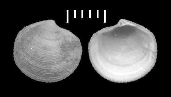 Lucinoma spelaeum - Pleistocene inf. - Furnari  (Messina)