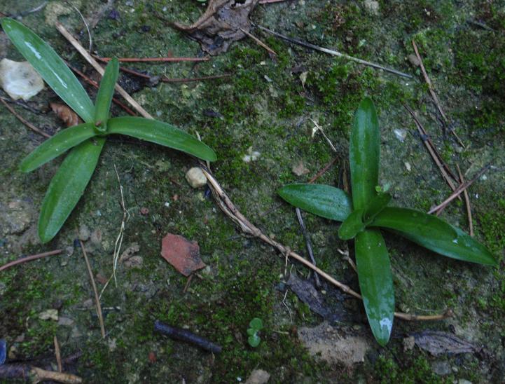 Comparsa delle prime rosette basali autunnali