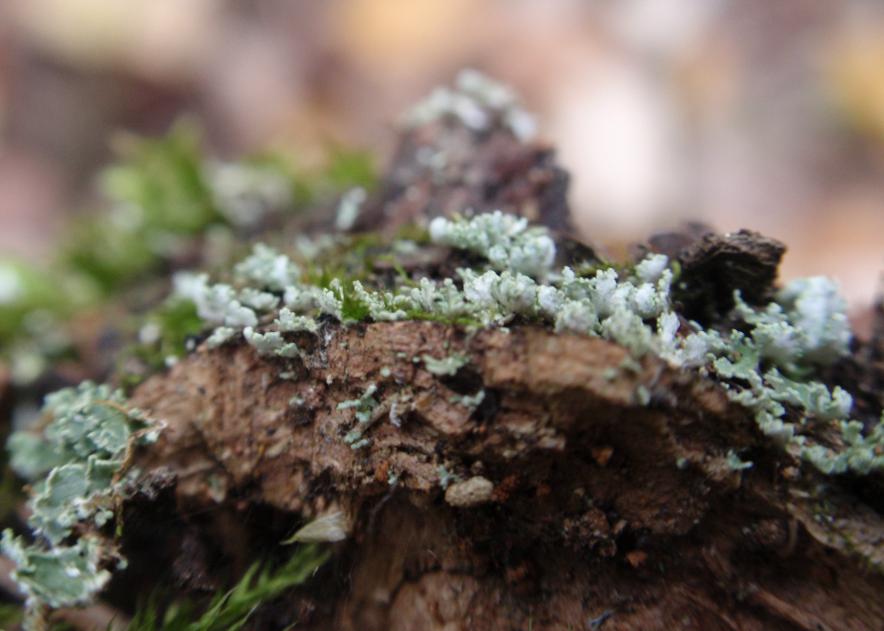 Cladonia fimbriata (L.) Fr. (1831) - Piemonte, Asti