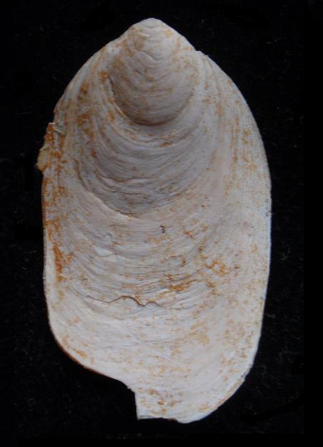 Crepidula unguiformis (Lamarck, 1822) - Pliocene - Toscana