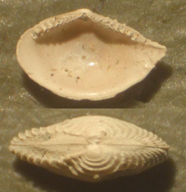 Saccella commutata (juv.) (Philippi, 1844)  Pliocene - Asti