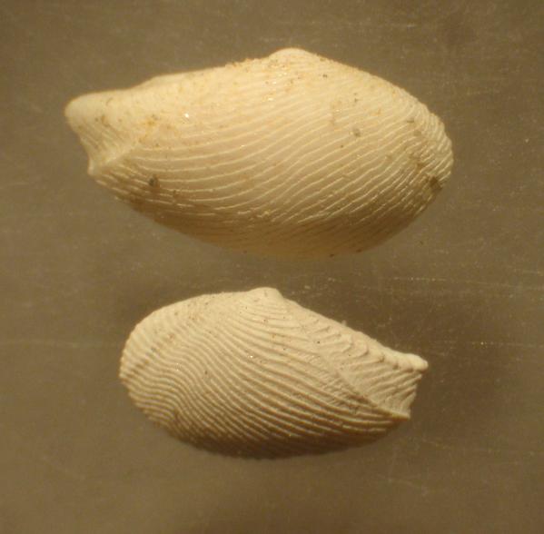 Lembulus pellus  (L., 1767) - Pliocene - Astigiano