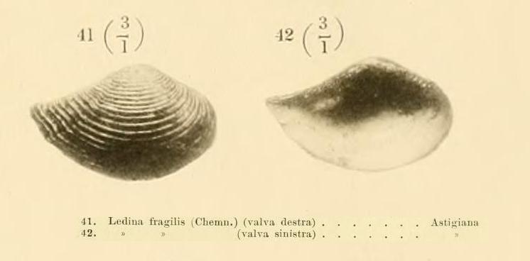 Saccella commutata (juv.) (Philippi, 1844)  Pliocene - Asti