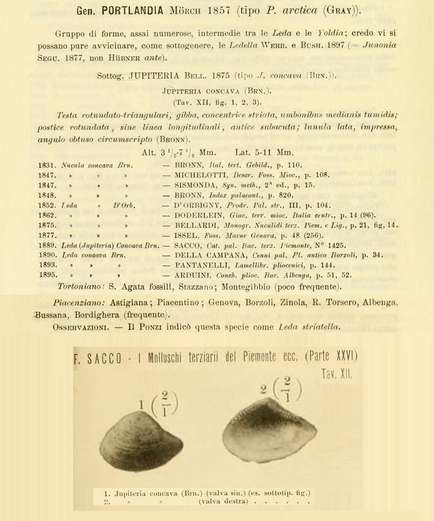 Jupiteria concava (Bronn, 1831) - Pliocene -