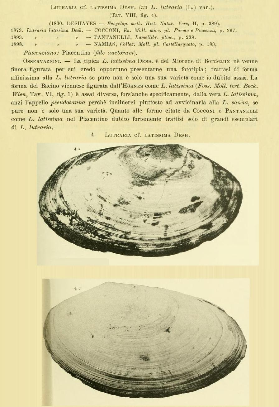 Lutraria cf. latissima (Deshayes, 1830)  Pliocene - Biella