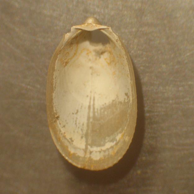 Limatula gwyni (Sykes, 1903)  Pliocene - Astigiano