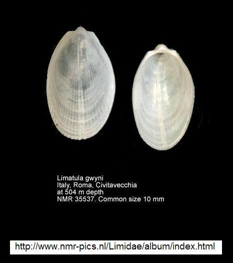 Limatula gwyni (Sykes, 1903)  Pliocene - Astigiano