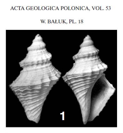 Genota bonellii (Bellardi, 1847) - Imola - Pliocene