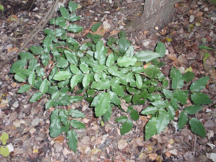 Mahonia aquifolium (Pursh.) Nutt, 1818