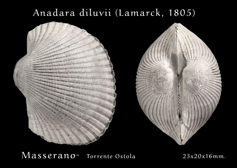 Anadara diluvii (Lamarck, 1805) - Pliocene